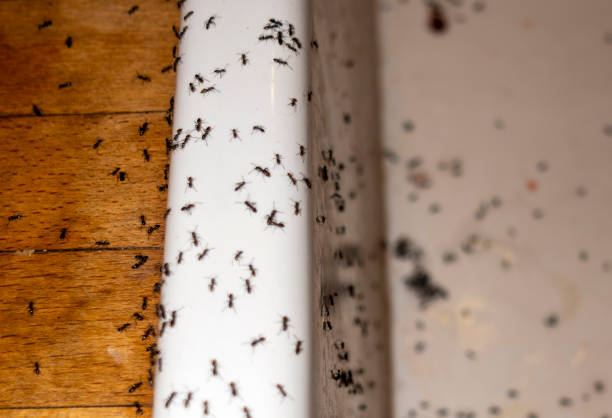 Wasp Removal Services in Garden City, KS